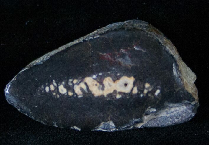 Polished Agatized Dinosaur Bone Slice - Morocco #14328
